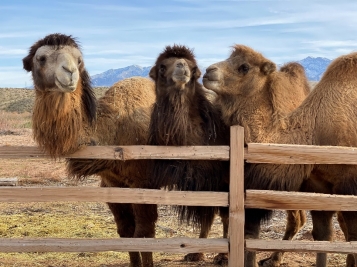 Canna-Camels: Ultimate Cannabis, Exotic Animals Day Trip Now Available from Las Vegas